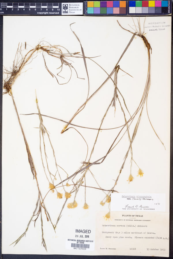 Heterotheca microcephala image