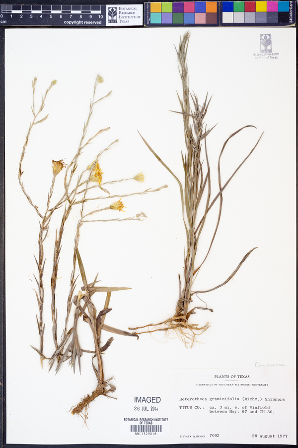 Heterotheca graminifolia image