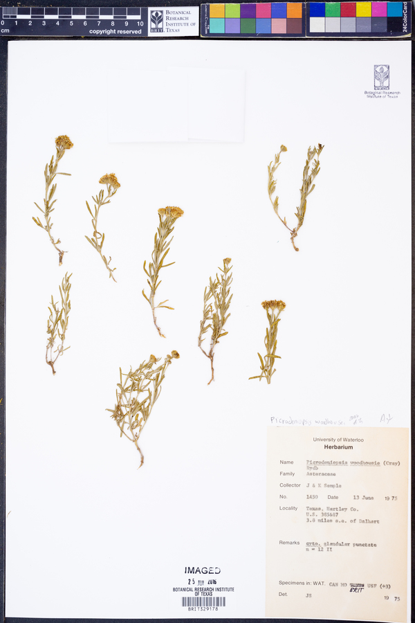 Picradeniopsis woodhousei image