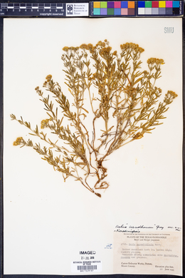 Picradeniopsis woodhousei image