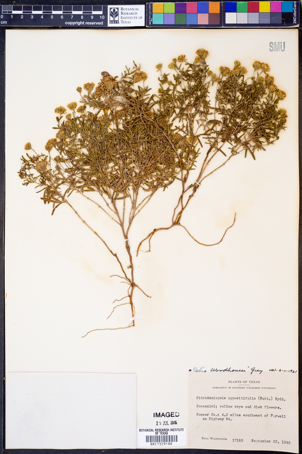 Picradeniopsis woodhousei image