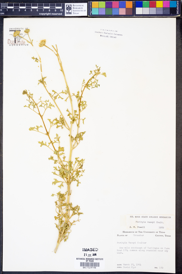 Perityle vaseyi image