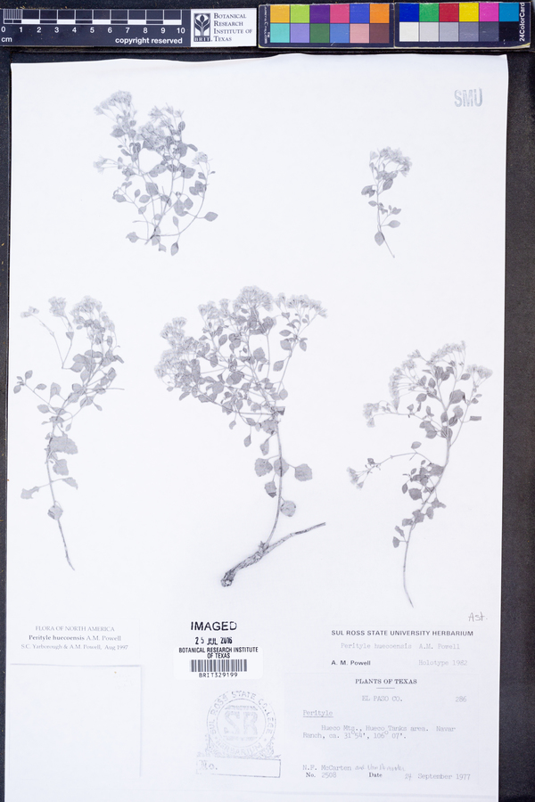 Perityle huecoensis image