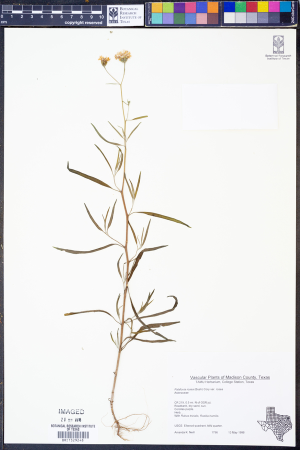 Palafoxia rosea var. rosea image