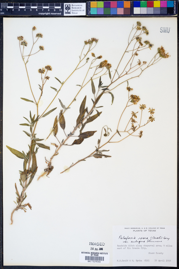 Palafoxia rosea var. ambigua image