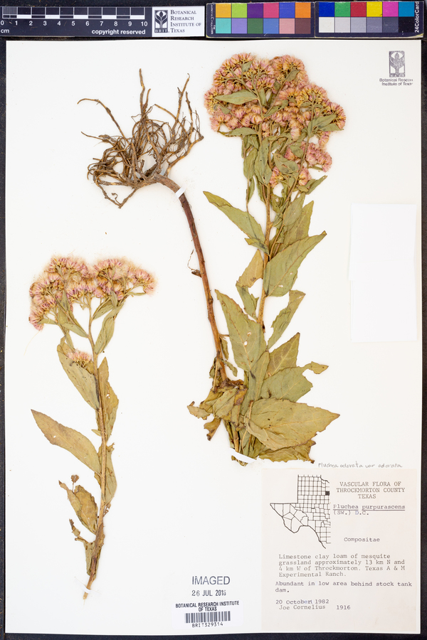 Pluchea odorata var. odorata image