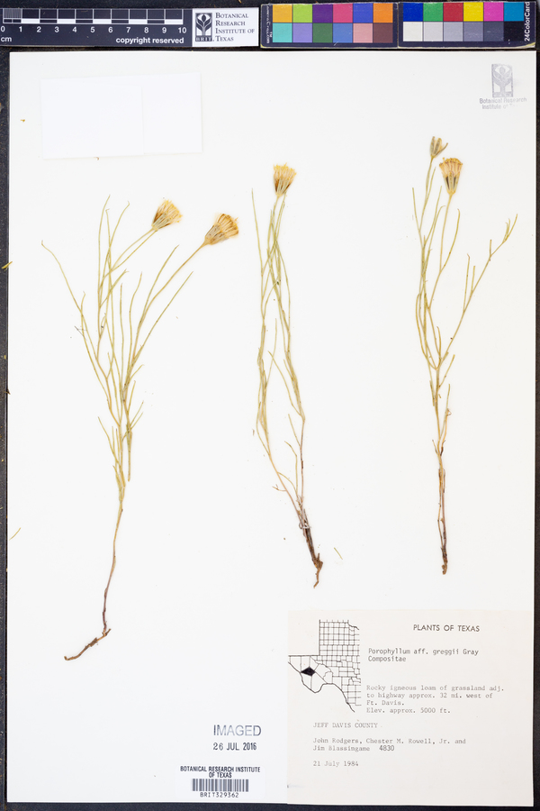 Porophyllum greggii image