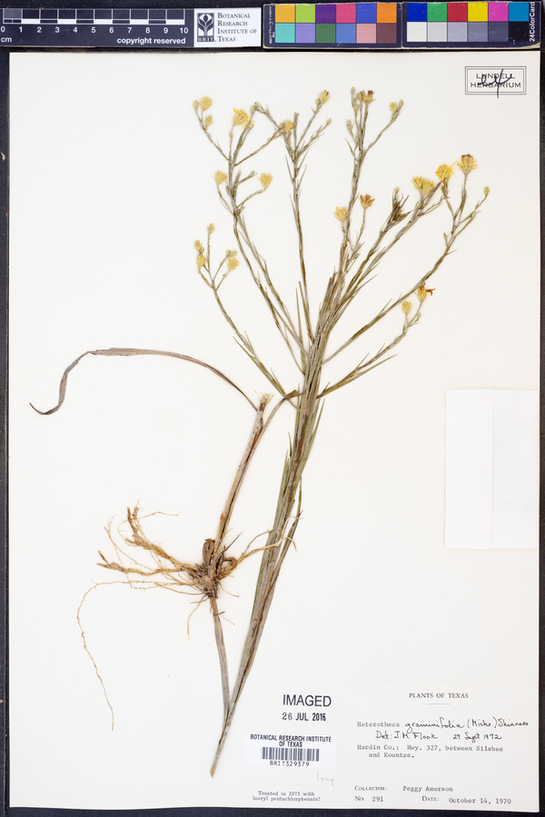 Heterotheca graminifolia image