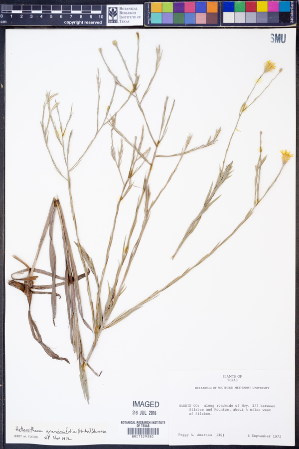 Heterotheca graminifolia image