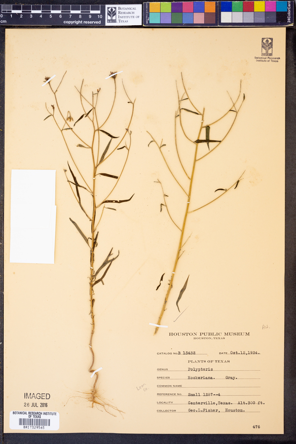 Polypteris hookeriana image