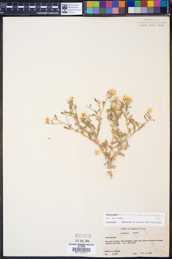 Psilostrophe tagetina var. tagetina image