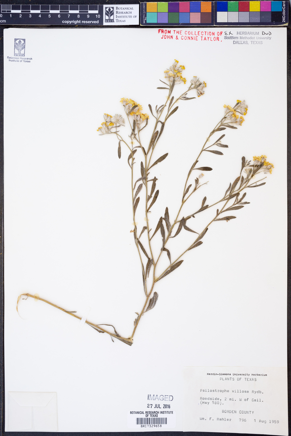 Psilostrophe villosa image
