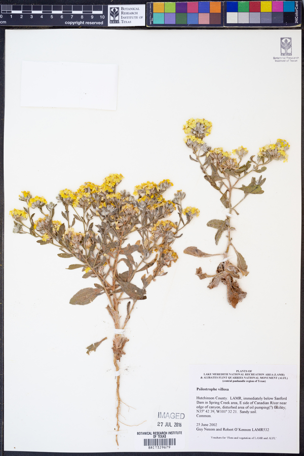 Unionidae image