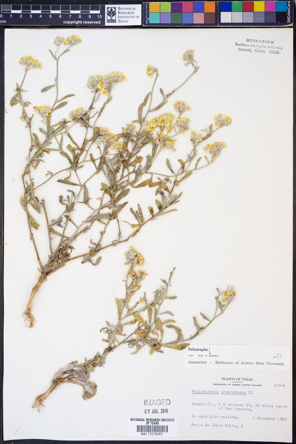 Psilostrophe gnaphalodes image