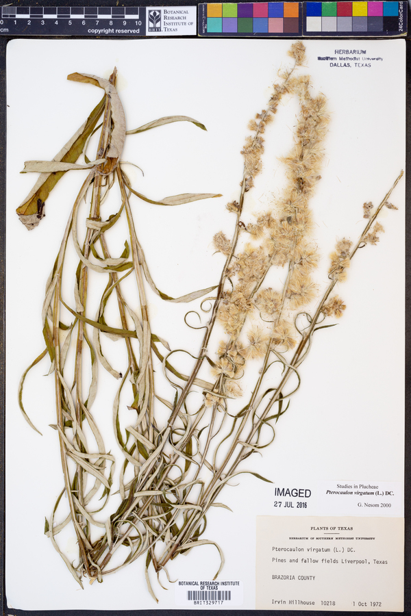 Pterocaulon image