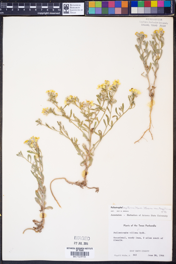 Psilostrophe tagetina var. tagetina image