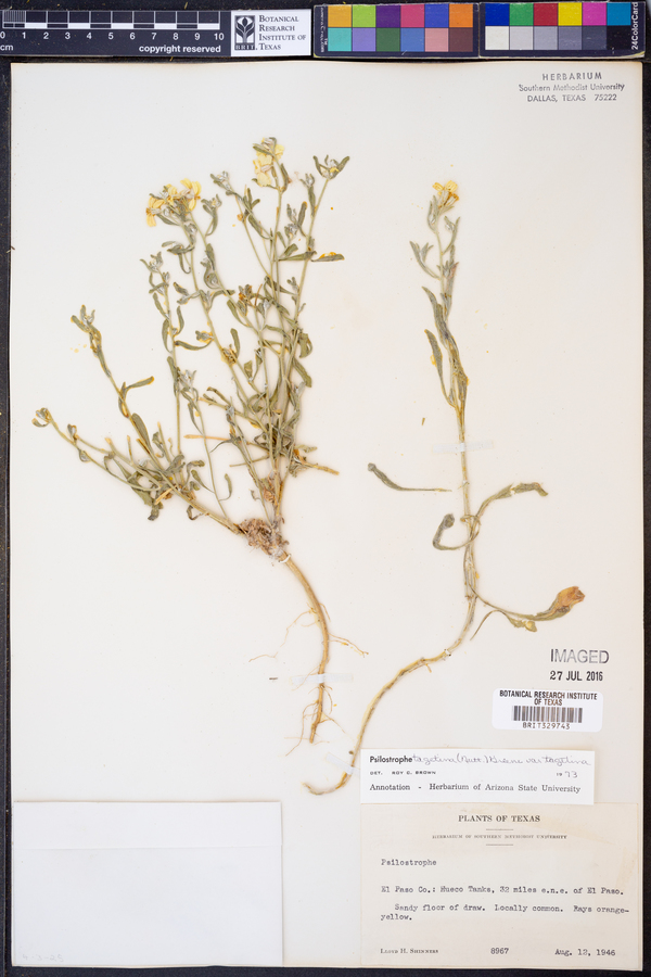Psilostrophe tagetina var. tagetina image