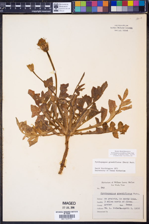 Pyrrhopappus grandiflorus image