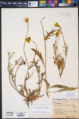 Pyrrhopappus pauciflorus image