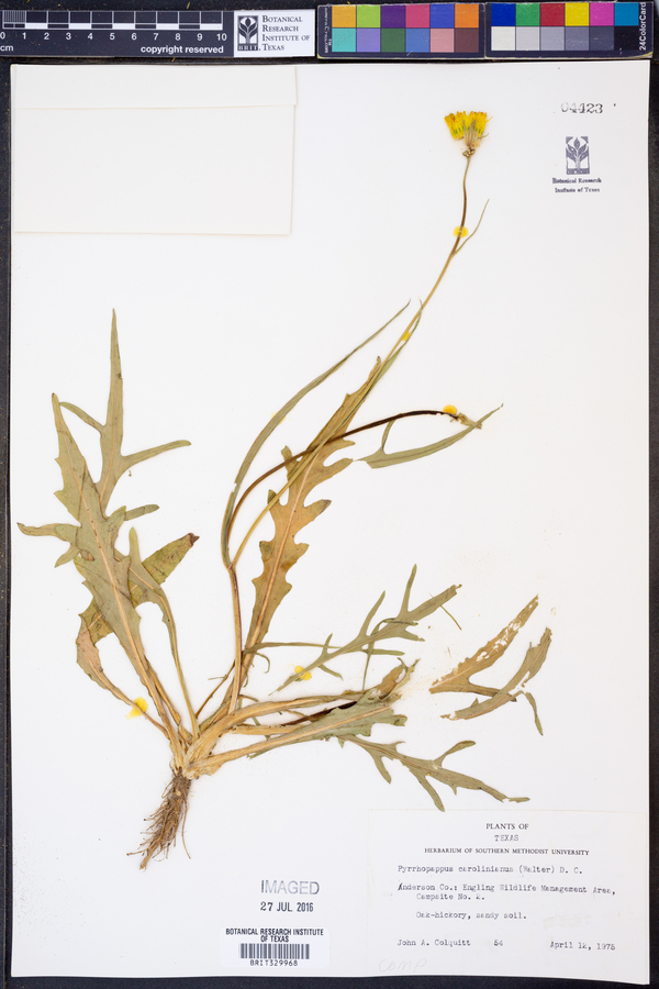 Pyrrhopappus carolinianus image