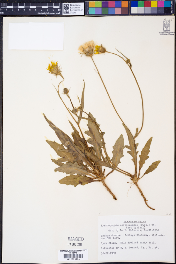 Pyrrhopappus carolinianus image
