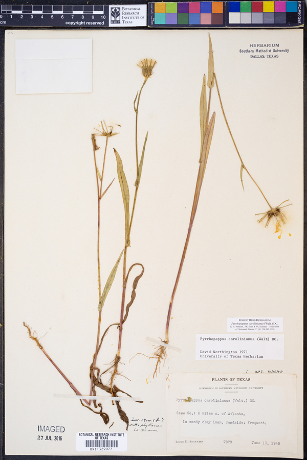 Pyrrhopappus carolinianus image