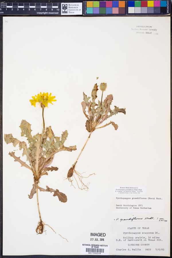 Pyrrhopappus grandiflorus image