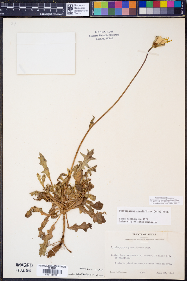 Pyrrhopappus grandiflorus image