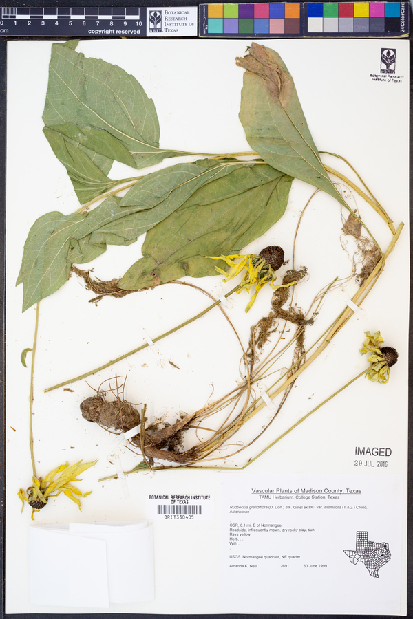 Rudbeckia grandiflora var. alismifolia image