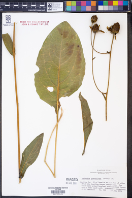 Image of Rudbeckia scabrifolia