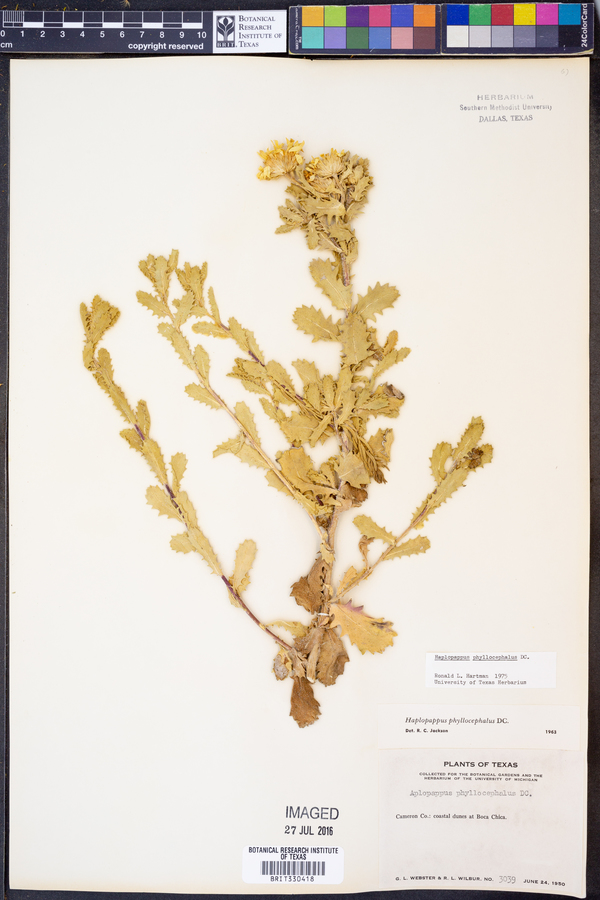 Haplopappus phyllocephalus image