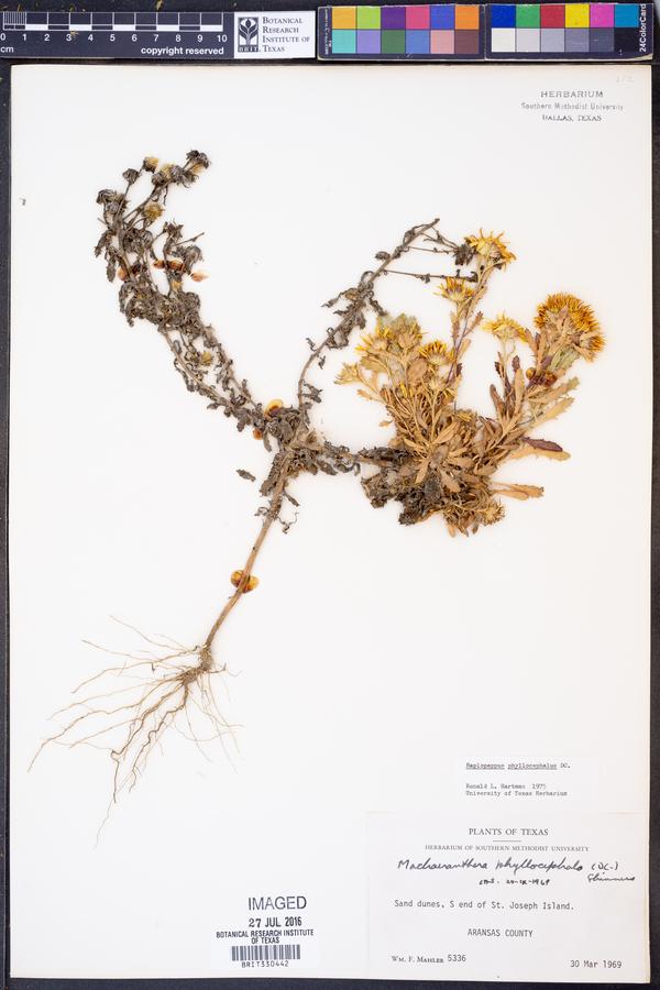 Haplopappus image