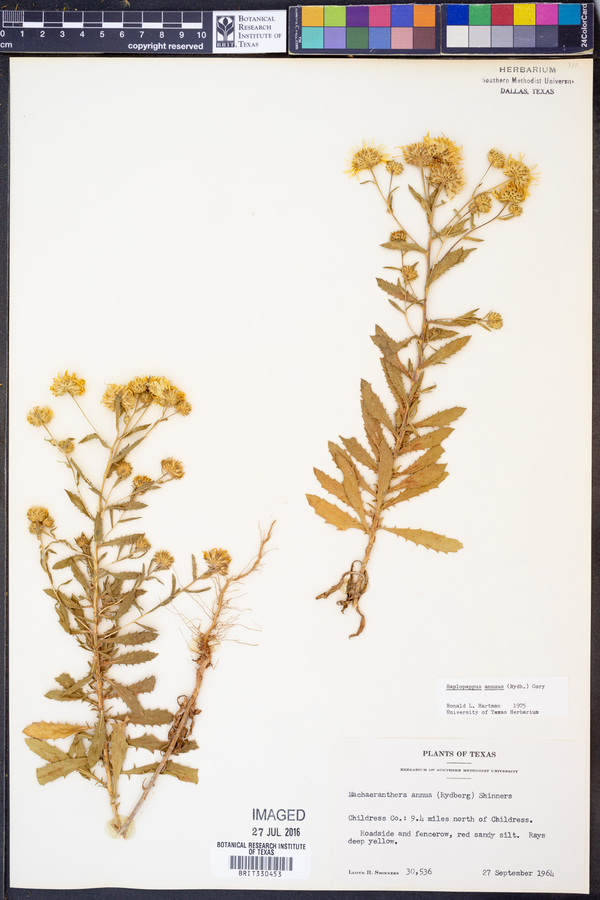 Rayjacksonia annua image