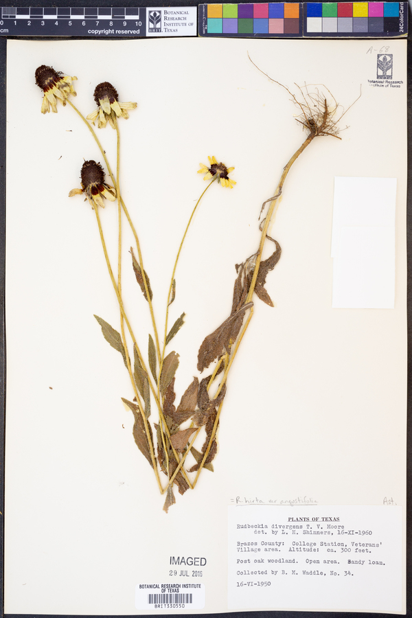 Rudbeckia hirta var. angustifolia image