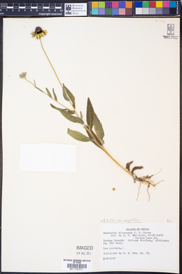 Rudbeckia hirta var. angustifolia image