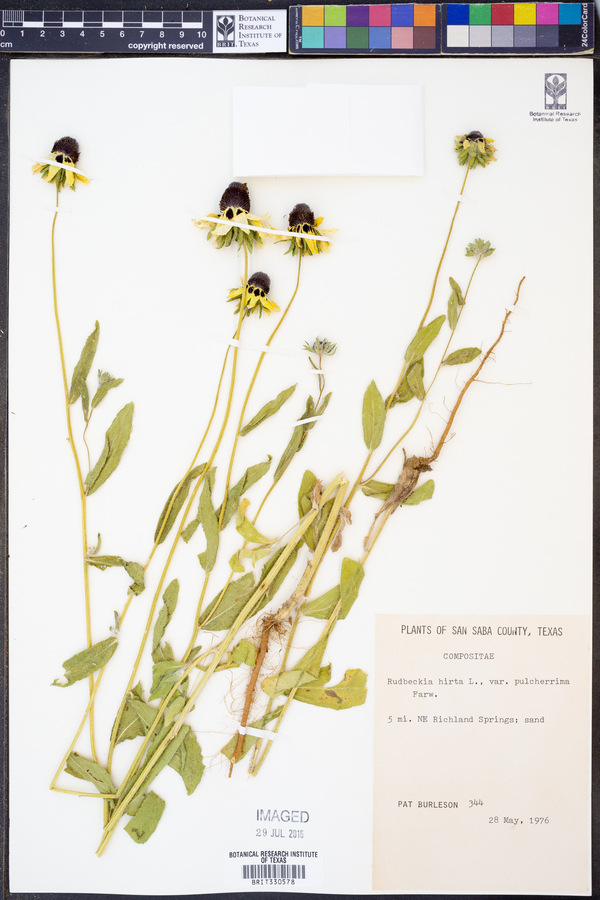 Rudbeckia hirta var. pulcherrima image