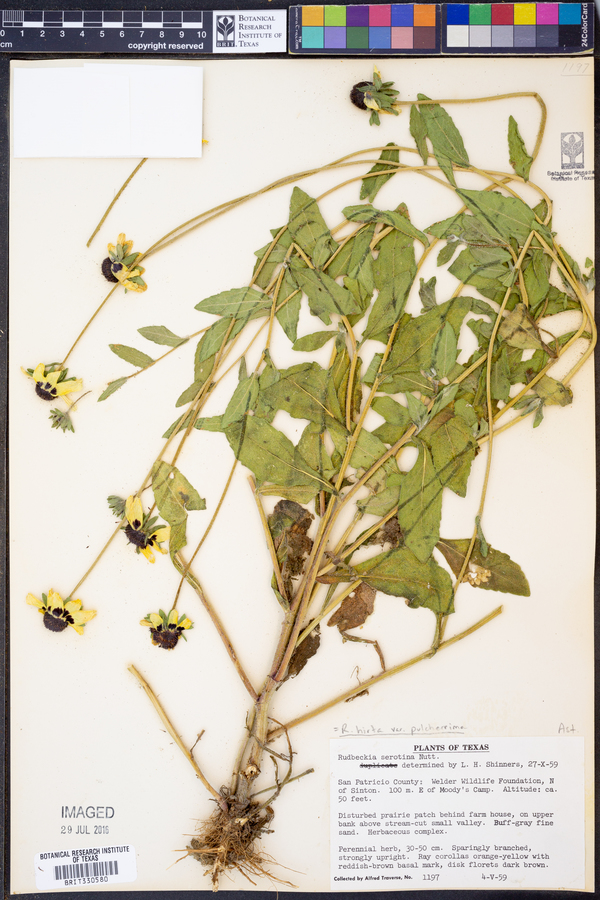 Rudbeckia hirta var. pulcherrima image