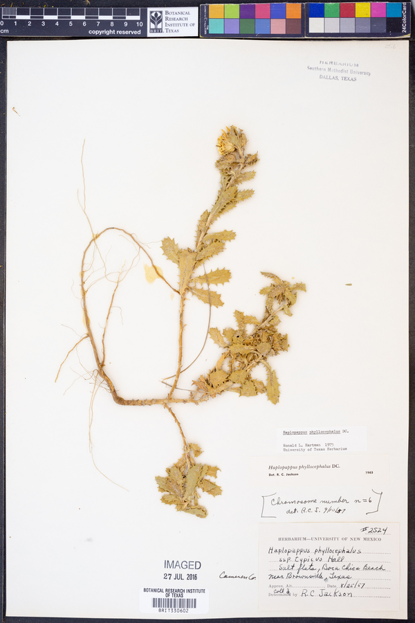 Haplopappus phyllocephalus image