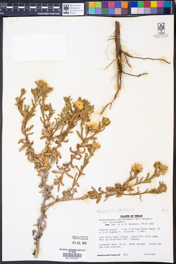 Rayjacksonia phyllocephala image