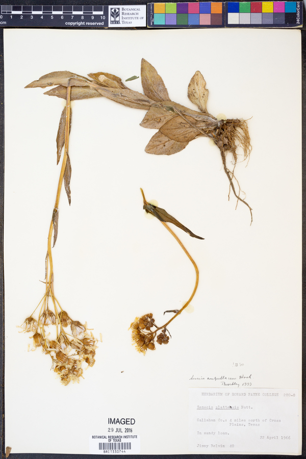 Senecio ampullaceus image