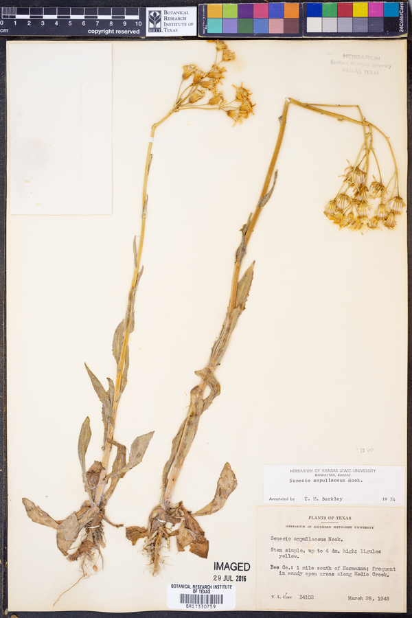 Senecio ampullaceus image