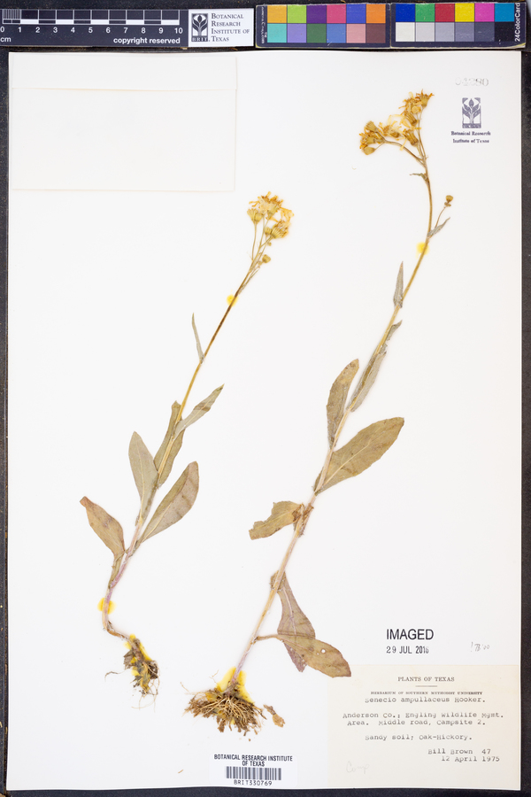 Senecio ampullaceus image