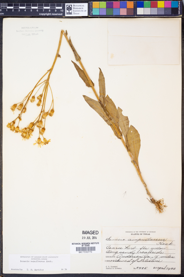 Senecio ampullaceus image