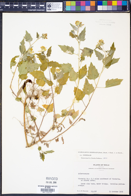 Sclerocarpus uniserialis image