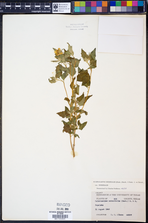 Sclerocarpus uniserialis var. uniserialis image