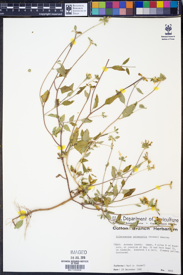 Sclerocarpus image