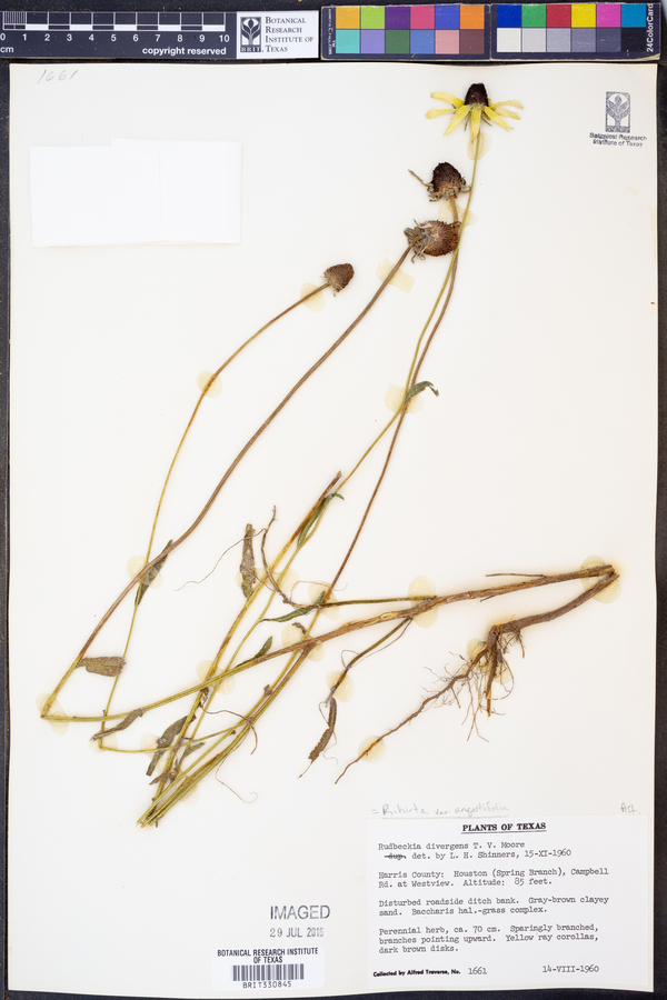 Rudbeckia hirta var. angustifolia image