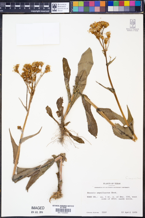 Senecio ampullaceus image