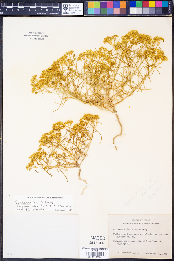 Sartwellia image