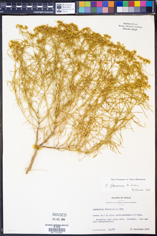 Sartwellia flaveriae image